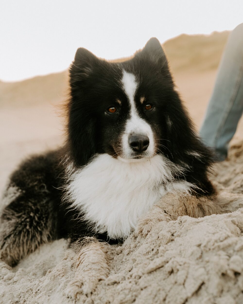 Nahaufnahme des Finnischen Lapphunds Monty, der aufmerksam im Sand liegt
